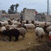 سلالة للحمى القلاعية تصل العراق للمرة الأولى وتهدد حياة الماشية