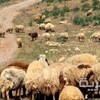 قوة إيرانية تهاجم احد رعاة الاغنام شمال اربيل وتستولي على 400 رأس