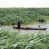 منظمة حمورابي تهنئ العراقيين بمناسبة وضع الاهوار ضمن لائحة التراث العالمي